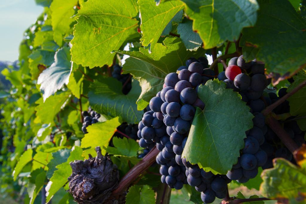 לינה וארוחת בוקר Ratsch an der Weinstraße Weingut Schwarzl מראה חיצוני תמונה